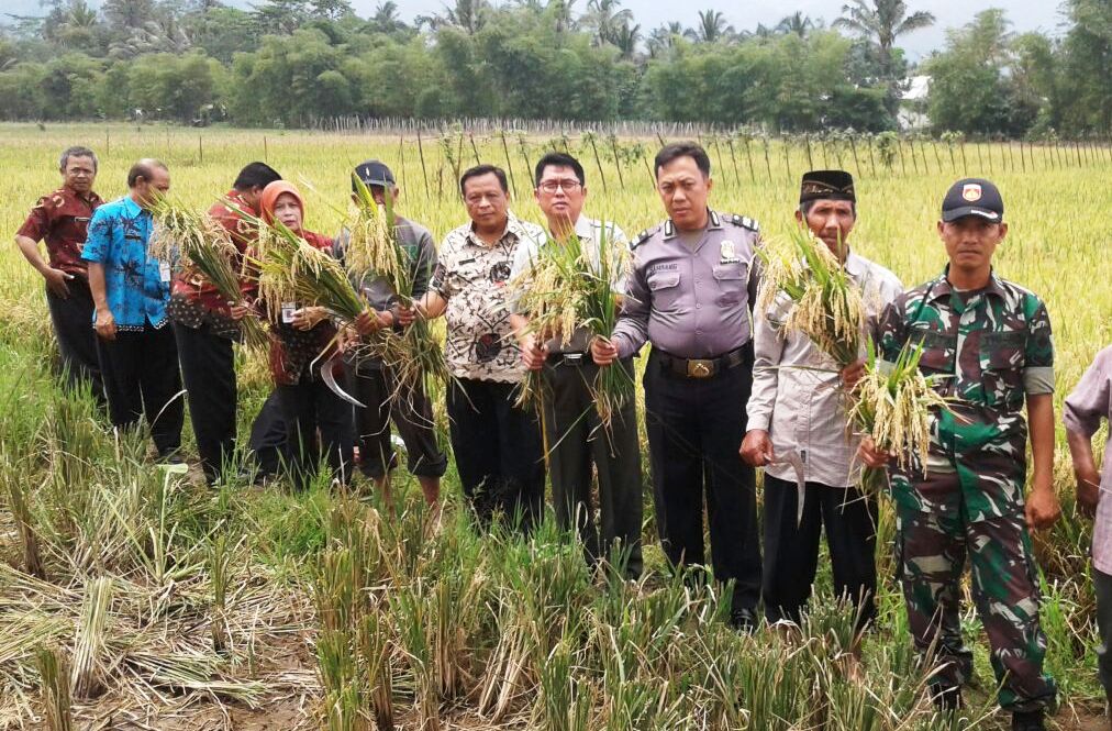 Babinsa Mendampingi Kepala Kementrian Pertanian RI Di Lokasi Persawahan Desa Rowo Boni Kecamatan Ban